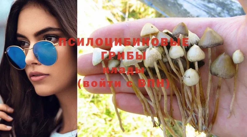 hydra   где продают наркотики  Микунь  Псилоцибиновые грибы Cubensis 